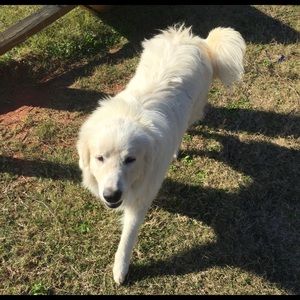 Meet your Posher, Shane